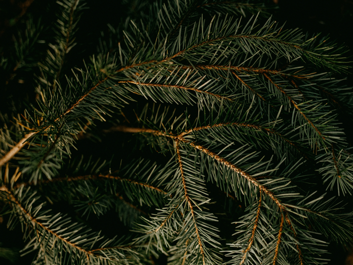 Premium Christmas trees available for the 2024 season, locally sourced from Laois and Wicklow, with delivery and collection options in North Kildare and West Dublin. Featuring Nordmann Fir and Noble Fir trees, along with wreaths and tree stands.