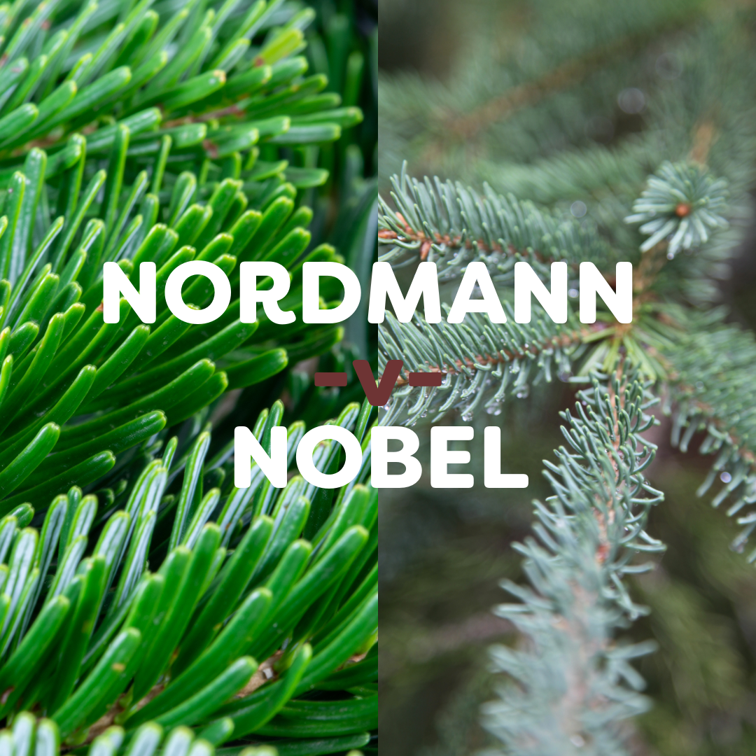 Choosing the Perfect Christmas Tree: Noble Fir vs Nordmann Fir