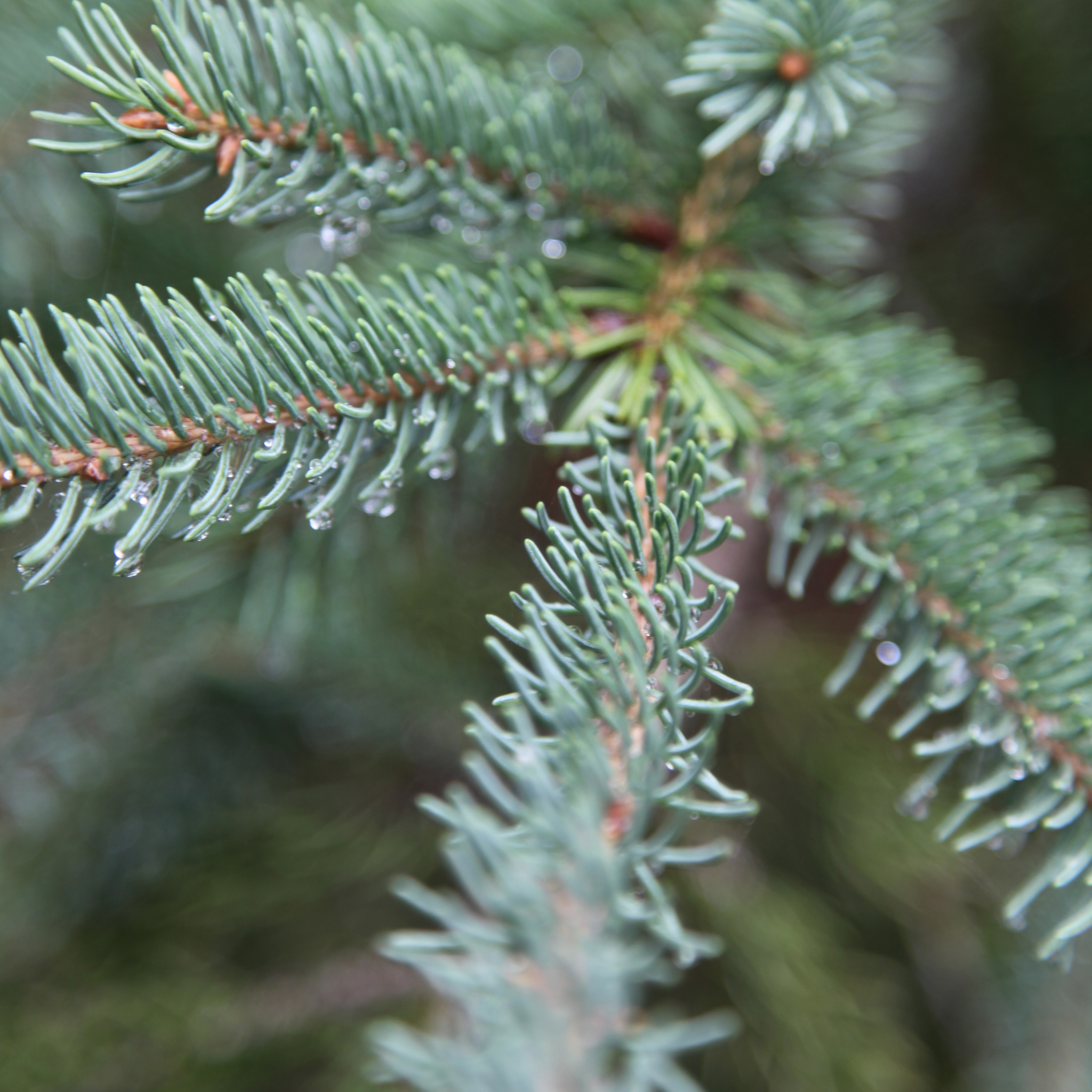 Christmas Tree - Noble Fir