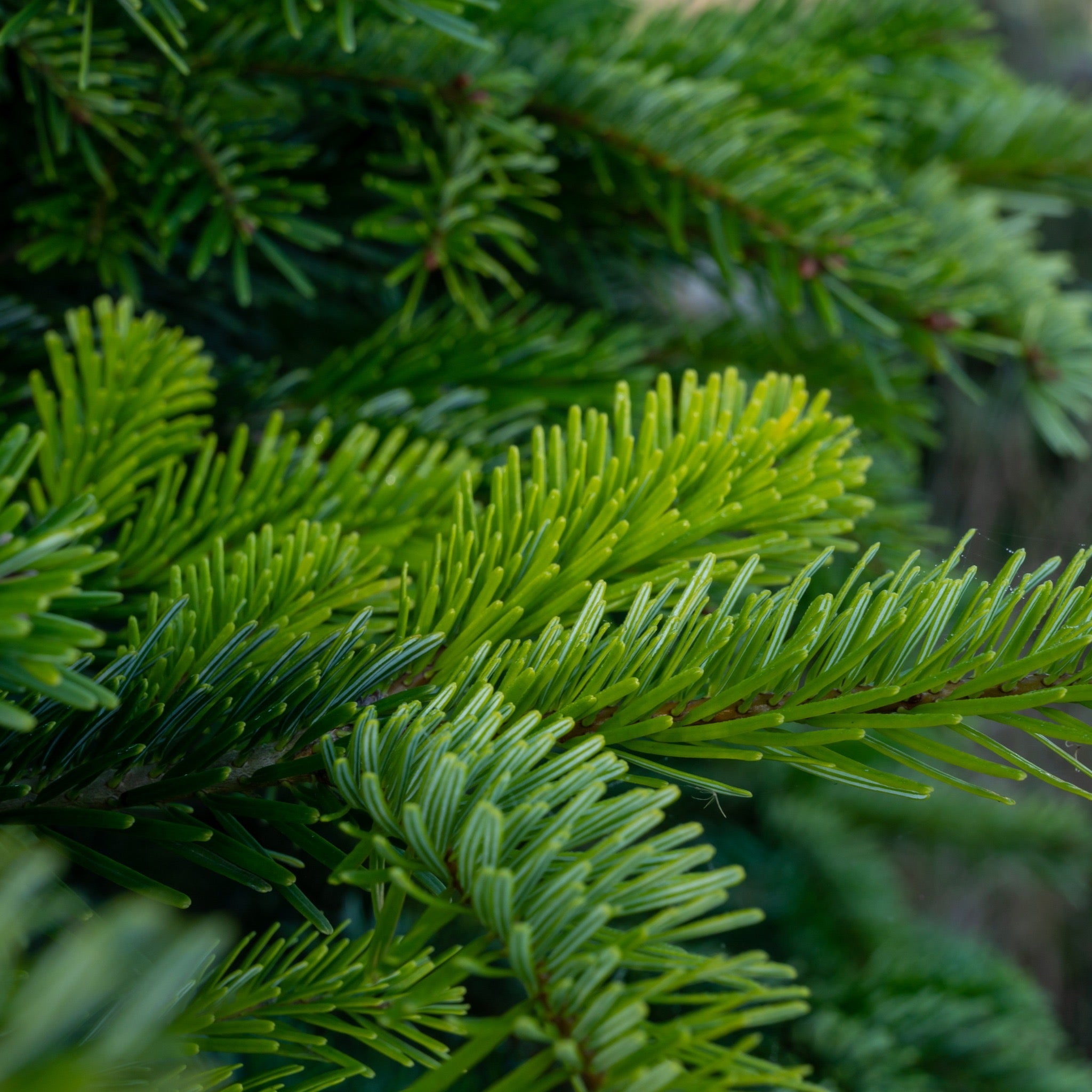 Christmas Tree - Nordmann Fir