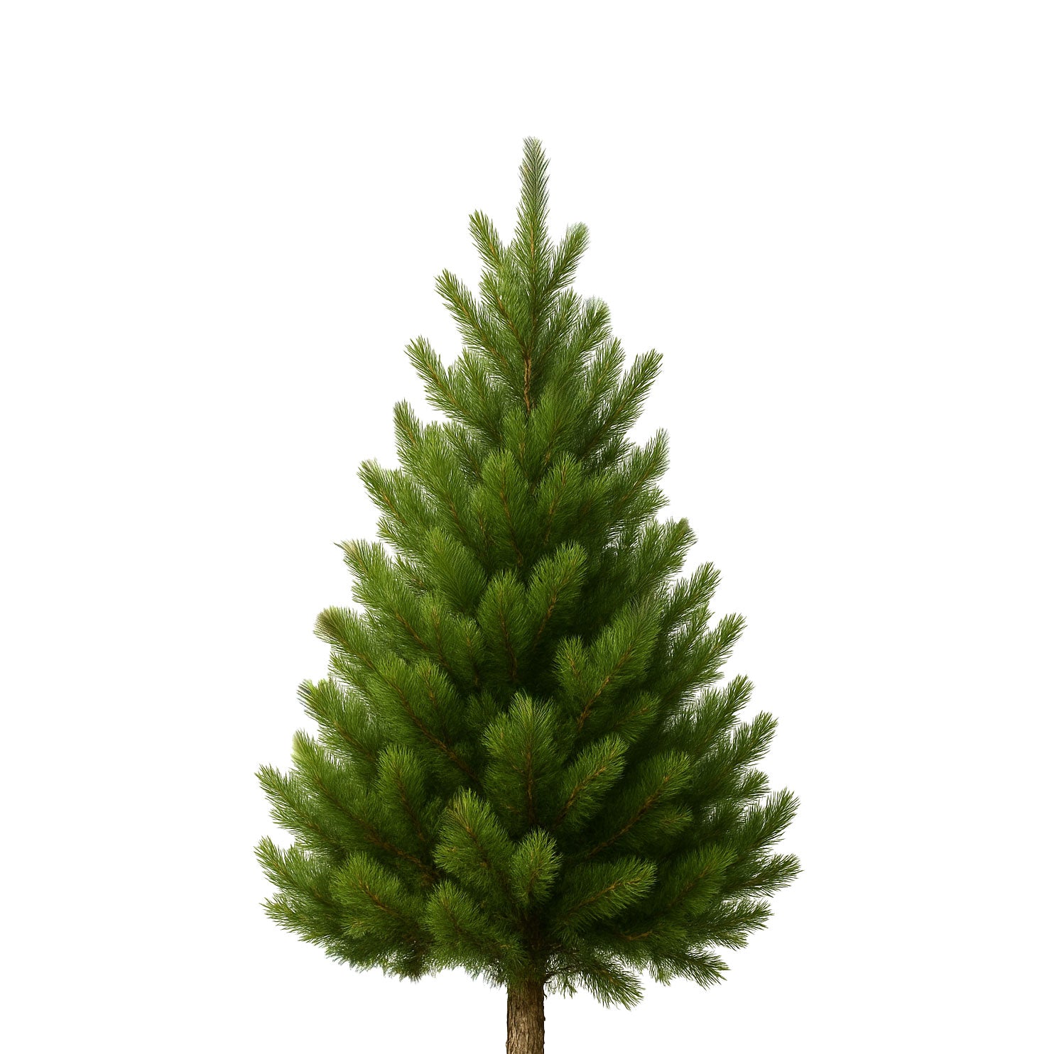 Christmas Tree - Lodgepole Pine