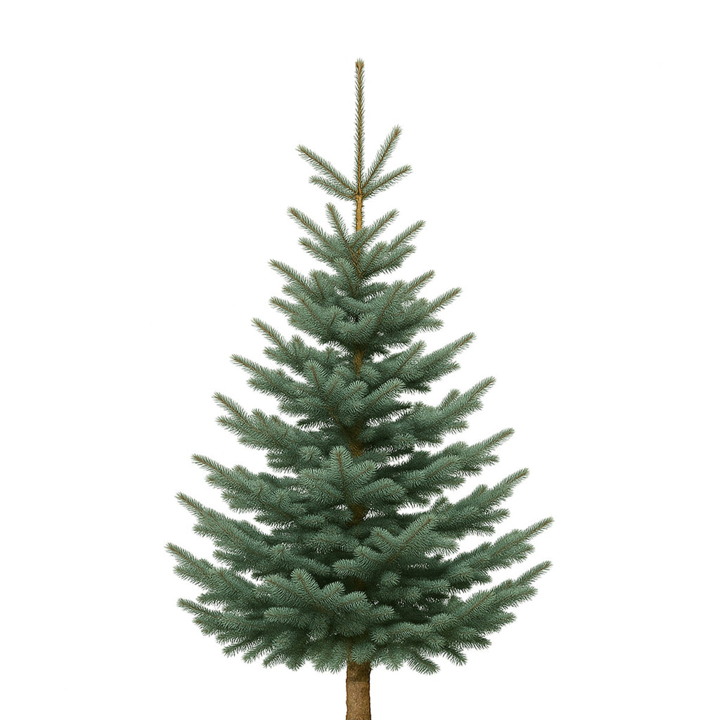 Noble Fir Christmas tree with dense branches and short, blue-green needles, shown against a white background