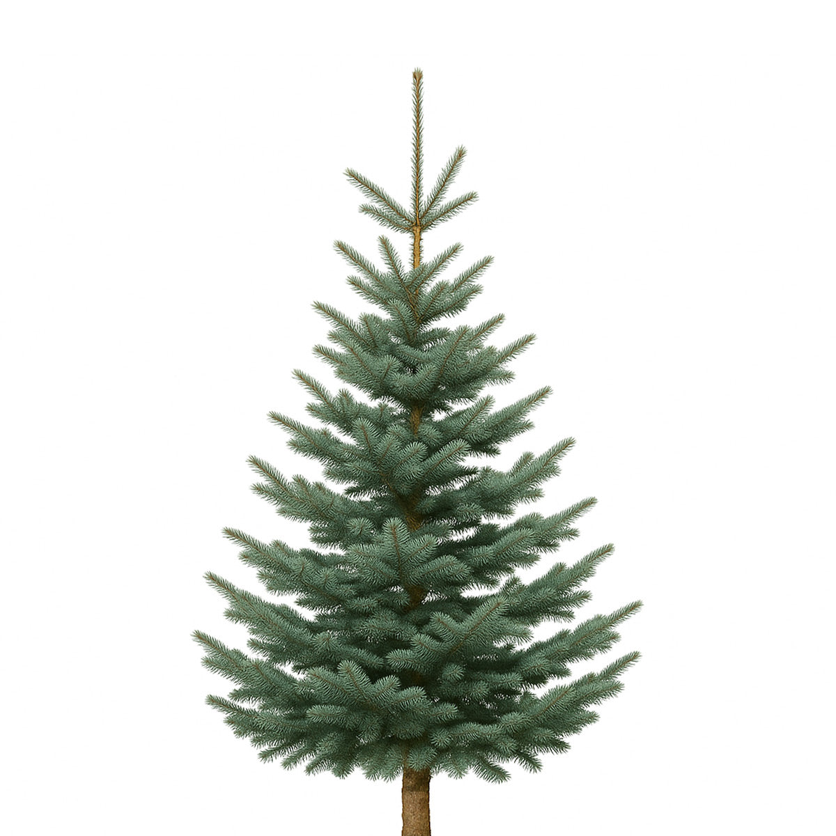 Noble Fir Christmas tree with dense branches and short, blue-green needles, shown against a white background