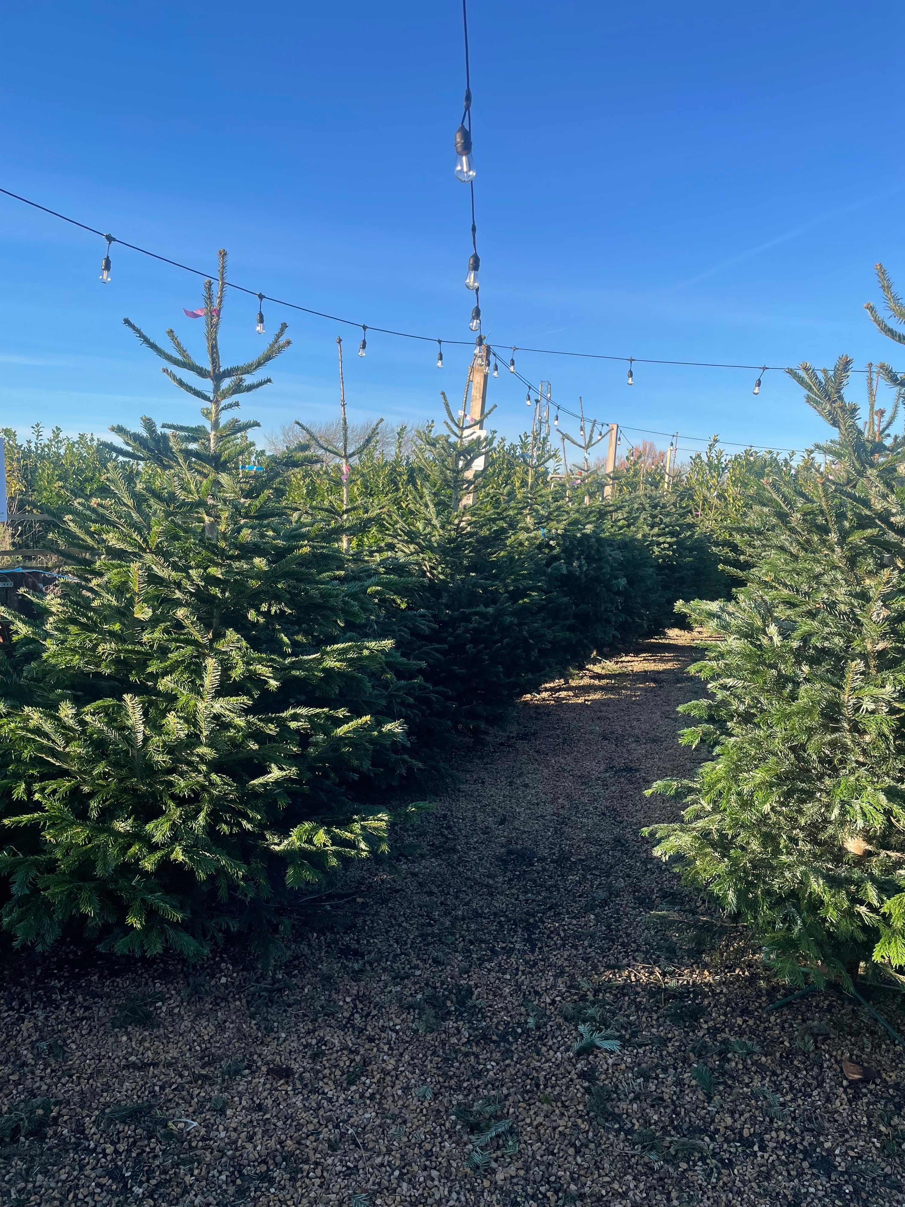 January Christmas Tree Collection & Recycling Service – ‼️ North Kildare & West Dublin only ‼️